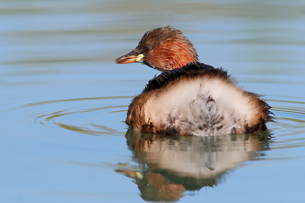 Il terribile tuffetto